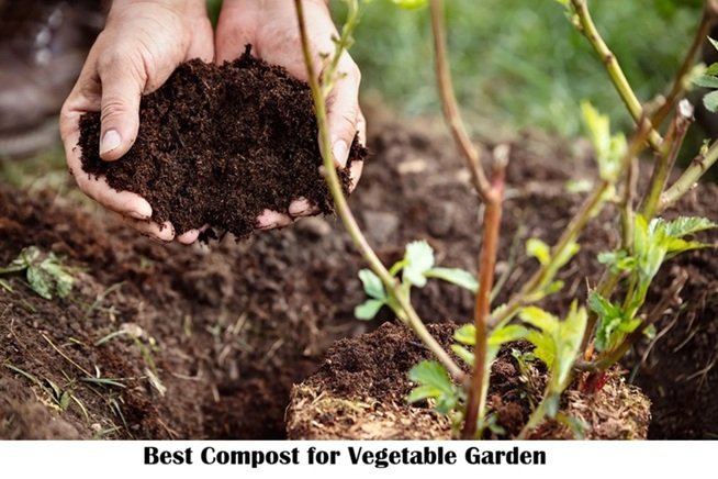 Best Compost for Vegetable Garden: Guide for Healthy, High-Yield Crops