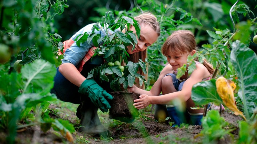 compost for vegetable garden