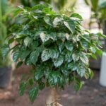 China Doll Plant Care Guide