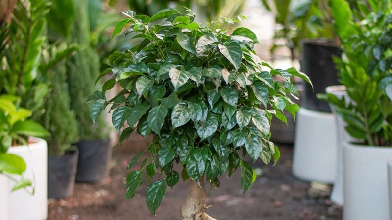 China Doll Plant Care Guide